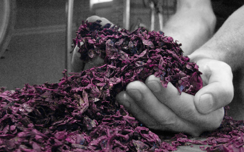 La vinaccia deve essere fresca e sana per distillare Grappa Poli